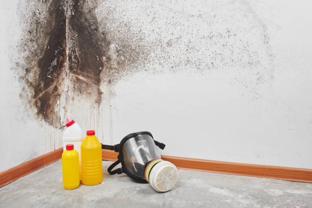 Best Basement Mold Removal  in Grantley, PA