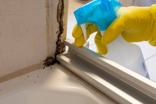 Best Black Mold Removal  in Grantley, PA